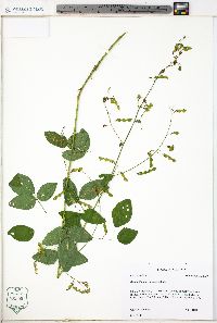 Desmodium perplexum image