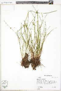 Kyllinga gracillima image