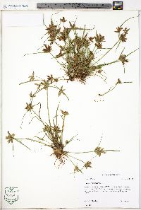 Cyperus flavescens image