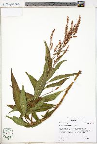 Persicaria glabra image
