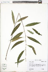 Salix babylonica image