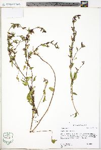 Cuphea viscosissima image