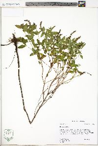 Mentha spicata image