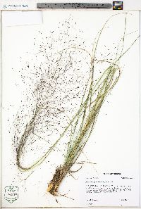 Muhlenbergia capillaris image