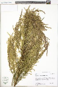 Eupatorium capillifolium image