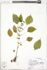 Pilea fontana image