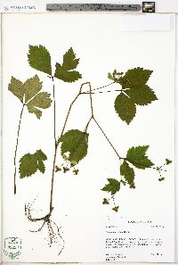 Sanicula trifoliata image