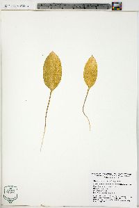 Erythronium americanum subsp. americanum image