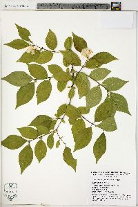 Lonicera tatarica image