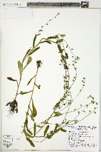 Myosotis macrosperma image