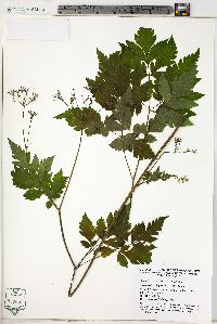 Osmorhiza claytonii image