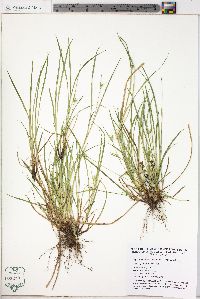 Carex jamesii image