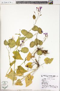 Lunaria annua image