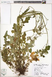 Youngia japonica image