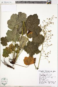 Heuchera americana image