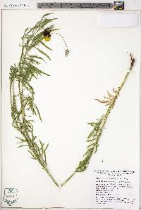 Ratibida columnifera image