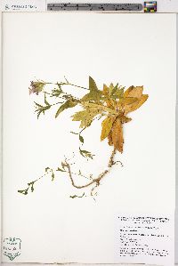 Dianthus barbatus image