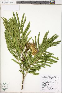 Albizia julibrissin image