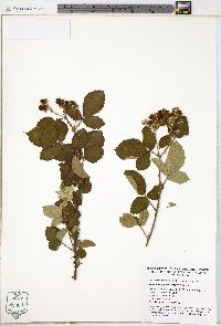 Rubus discolor image