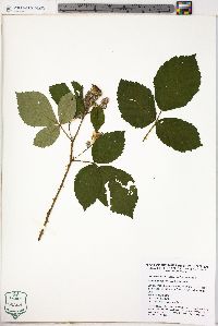 Rubus discolor image