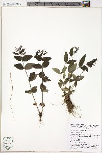 Gentiana villosa image