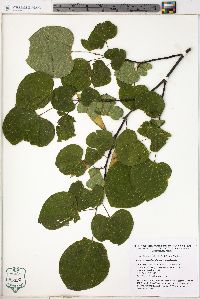 Cercis canadensis var. canadensis image