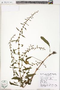 Rumex conglomeratus image