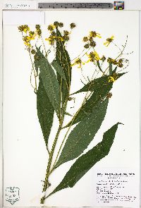 Verbesina alternifolia image