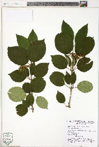 Viburnum dilatatum image