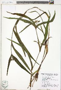 Tradescantia virginiana image