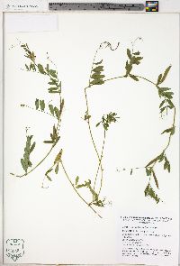 Vicia sativa subsp. sativa image
