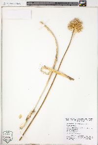 Allium vineale image