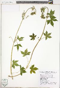 Humulus japonicus image
