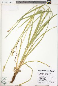 Carex stipata var. stipata image