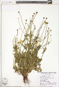 Ranunculus sardous image