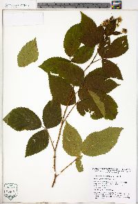 Rubus pensilvanicus image