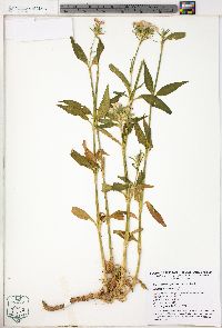 Dianthus barbatus image