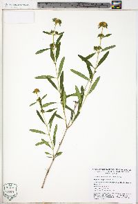 Hypericum prolificum image