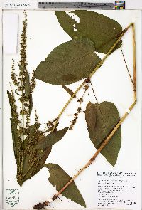 Rumex obtusifolius image
