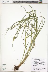 Carex tribuloides var. tribuloides image