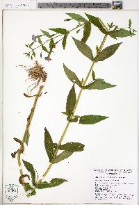 Mimulus ringens var. ringens image