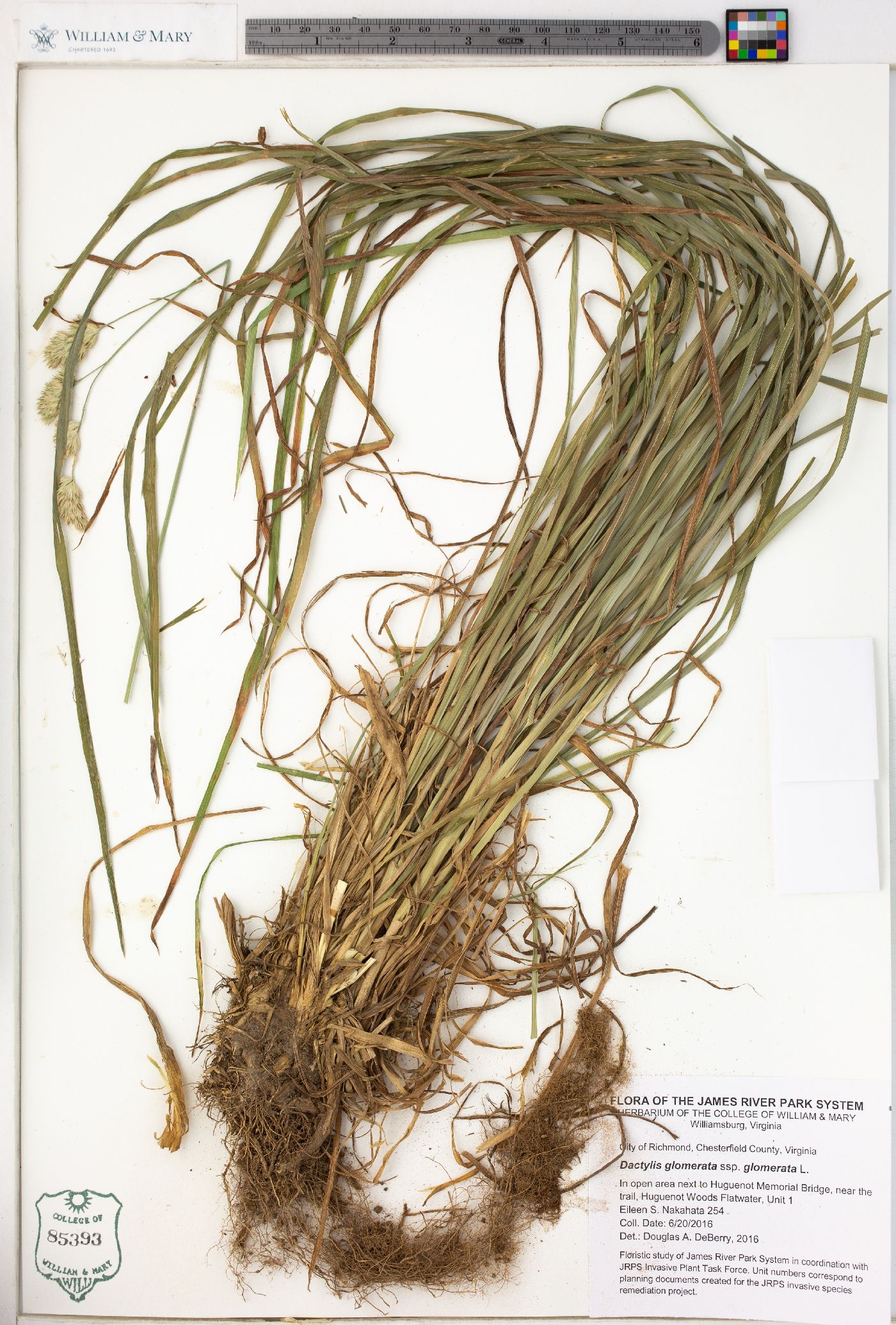 Dactylis glomerata subsp. glomerata image