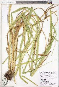 Carex stipata var. stipata image