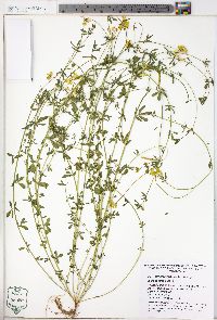 Lotus corniculatus image