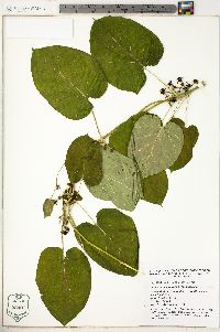 Gonolobus suberosus image