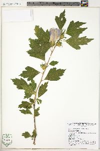 Hibiscus syriacus image