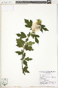 Hibiscus syriacus image