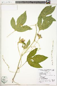 Passiflora incarnata image