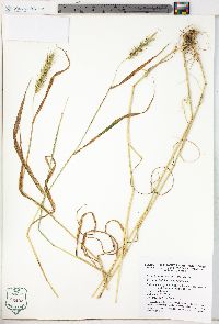 Elymus virginicus var. virginicus image