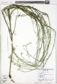Lactuca saligna image